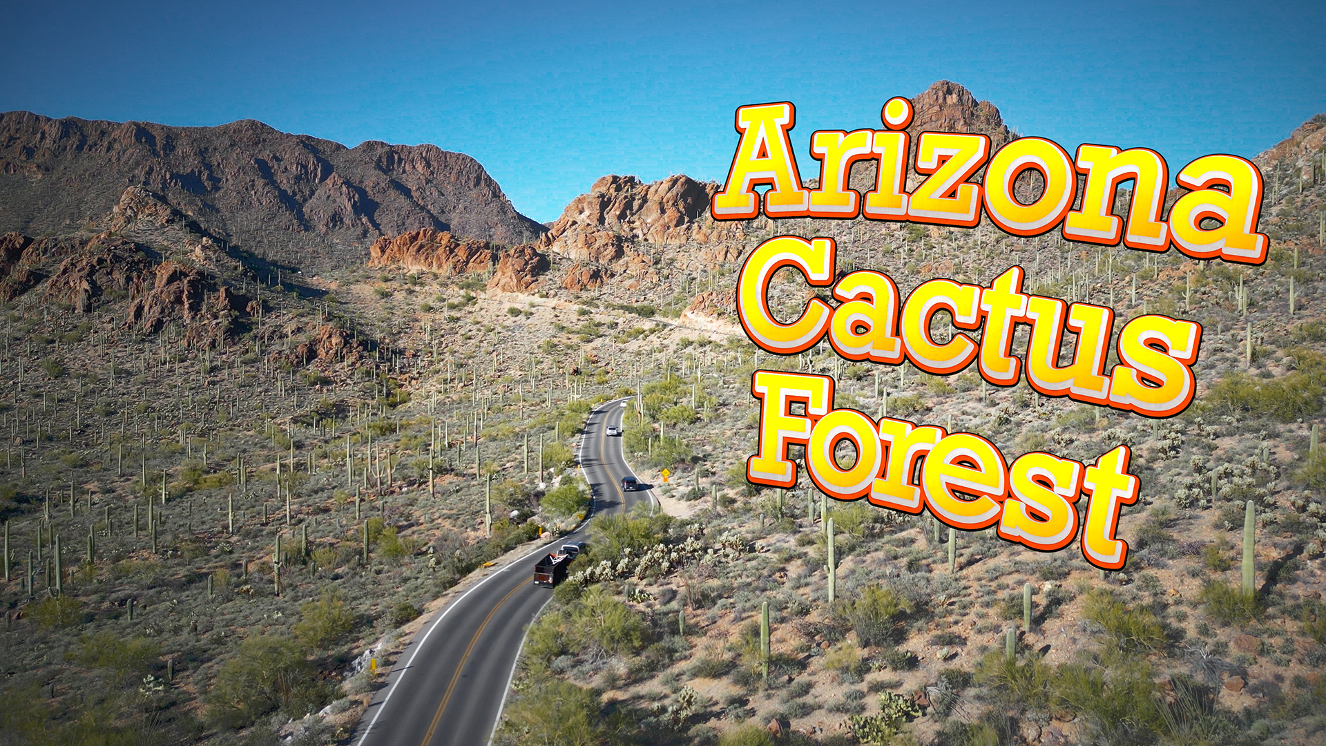 Tucson Arizona Cactus Forest